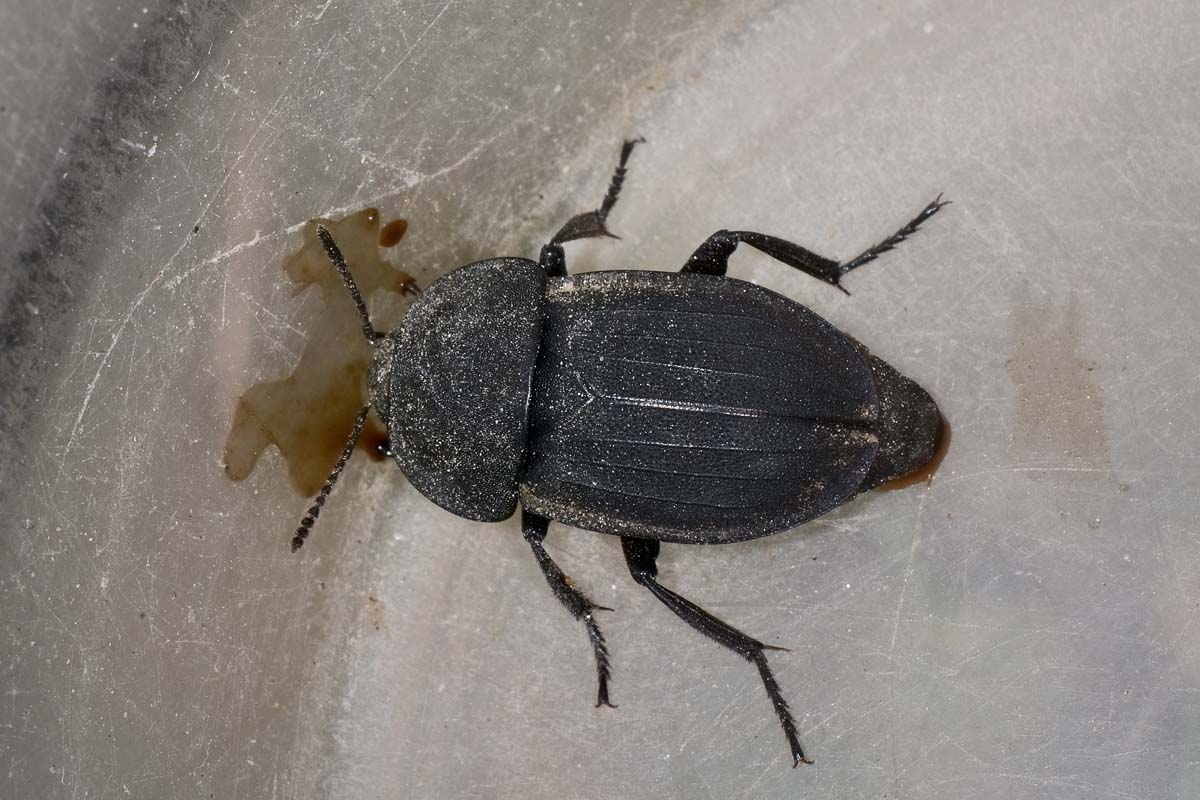 Silpha tristis? Forse S. obscura, Silphidae.